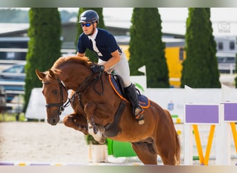 Holsteiner, Hengst, 4 Jaar, 167 cm, Vos