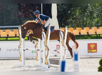 Holsteiner, Hengst, 4 Jaar, 167 cm, Vos