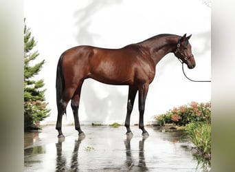 Holsteiner, Hengst, 4 Jaar, 168 cm, Roodbruin