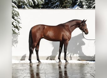 Holsteiner, Hengst, 4 Jaar, 168 cm, Roodbruin