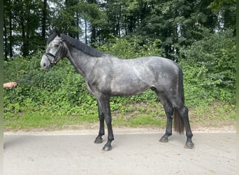 Holsteiner, Hengst, 4 Jaar, 173 cm, Vliegenschimmel