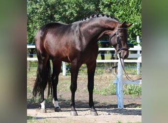 Holsteiner, Hengst, 4 Jaar, 175 cm, Bruin