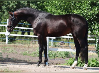Holsteiner, Hengst, 4 Jaar, 175 cm, Bruin