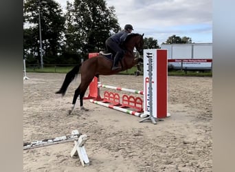 Holsteiner, Hengst, 4 Jahre, 166 cm, Brauner