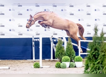 Holsteiner, Hengst, 4 Jahre, 167 cm, Fuchs