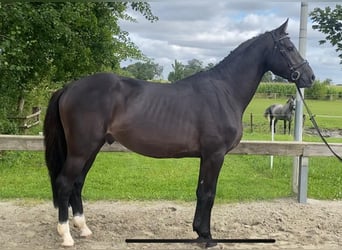 Holsteiner, Hengst, 4 Jahre, 168 cm, Dunkelbrauner