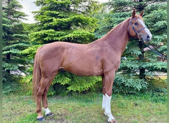 Holsteiner, Hengst, 4 Jahre, 168 cm, Fuchs