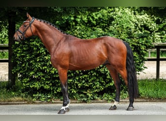 Holsteiner, Hengst, 4 Jahre, 169 cm, Brauner