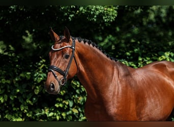 Holsteiner, Hengst, 4 Jahre, 169 cm, Brauner