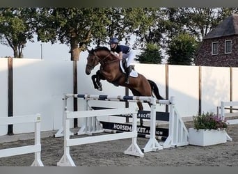 Holsteiner, Hengst, 4 Jahre, 169 cm, Brauner