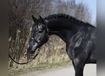 Holsteiner, Hengst, 4 Jahre, 170 cm, Rappschimmel