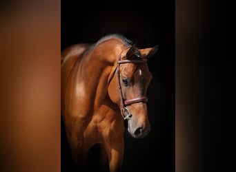 Holsteiner, Hengst, 5 Jaar, 166 cm, Bruin