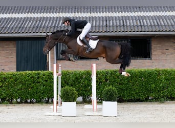 Holsteiner, Hengst, 5 Jaar, 167 cm, Donkerbruin Holsteiner, Hengst, 5 Jaar, 167 cm, Donkerbruin