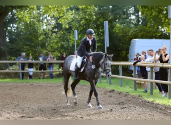 Holsteiner, Hengst, 5 Jahre, 163 cm, Schimmel