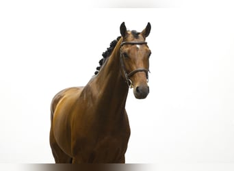 Holsteiner, Hengst, 5 Jahre, 165 cm, Dunkelbrauner