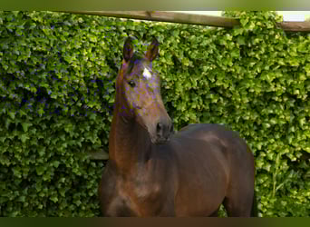 Holsteiner, Hengst, 5 Jahre, 165 cm, Dunkelbrauner