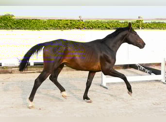 Holsteiner, Hengst, 5 Jahre, 166 cm, Brauner