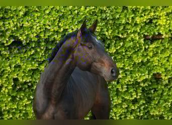 Holsteiner, Hengst, 5 Jahre, 166 cm, Brauner