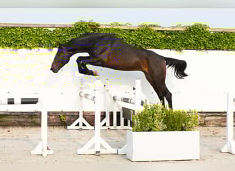 Holsteiner, Hengst, 5 Jahre, 166 cm, Brauner
