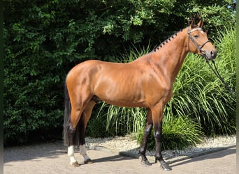 Holsteiner, Hengst, 5 Jahre, 167 cm, Brauner