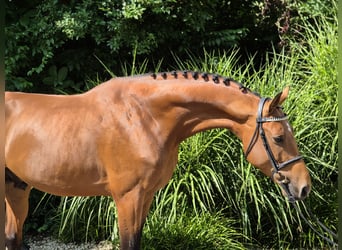 Holsteiner, Hengst, 5 Jahre, 167 cm, Brauner