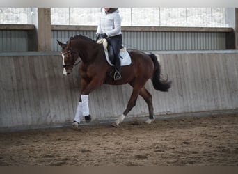 Holsteiner, Hengst, 5 Jahre, 170 cm, Brauner