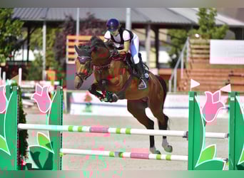 Holsteiner, Hengst, 5 Jahre, 174 cm, Rotbrauner