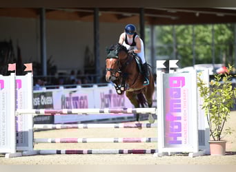 Holsteiner, Hengst, 5 Jahre, 174 cm, Rotbrauner