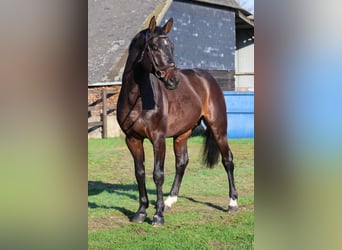 Holsteiner, Hengst, 6 Jaar, 167 cm, Bruin
