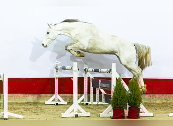 Holsteiner, Hengst, 6 Jaar, 170 cm, Schimmel