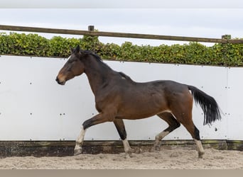 Holsteiner, Hengst, 6 Jaar, 173 cm, Donkerbruin