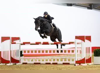 Holsteiner, Hengst, 6 Jaar, 175 cm, Zwart