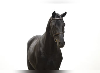 Holsteiner, Hengst, 6 Jaar, 175 cm, Zwart