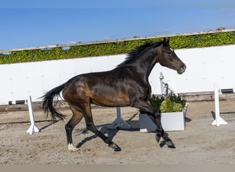 Holsteiner, Hengst, 6 Jahre, 161 cm, Dunkelbrauner