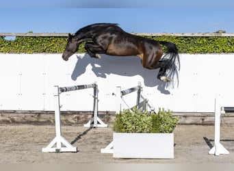 Holsteiner, Hengst, 6 Jahre, 161 cm, Dunkelbrauner