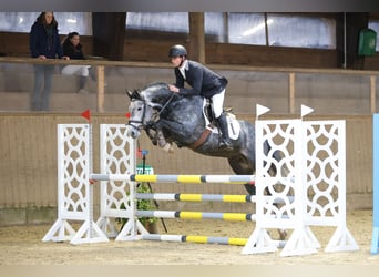 Holsteiner, Hengst, 6 Jahre, 163 cm, Schimmel