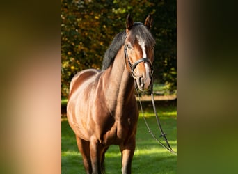 Holsteiner, Hengst, 6 Jahre, 166 cm, Brauner