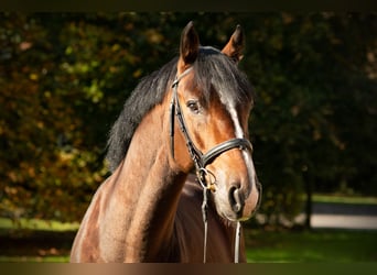 Holsteiner, Hengst, 6 Jahre, 166 cm, Brauner