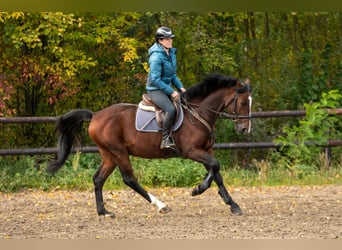 Holsteiner, Hengst, 6 Jahre, 166 cm, Brauner