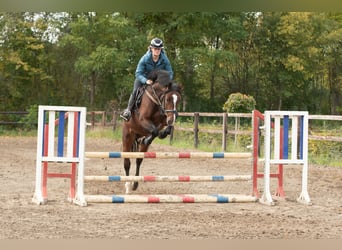 Holsteiner, Hengst, 6 Jahre, 166 cm, Brauner