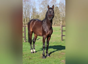 Holsteiner, Hengst, 6 Jahre, 167 cm, Brauner