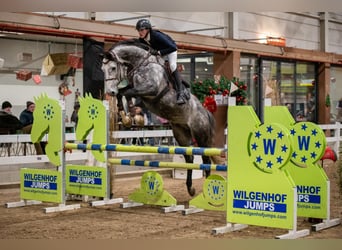 Holsteiner, Hengst, 6 Jahre, 173 cm, Apfelschimmel