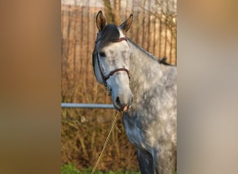 Holsteiner, Hengst, 6 Jahre, 173 cm, Apfelschimmel