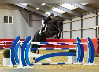 Holsteiner, Hengst, 6 Jahre, 175 cm, Rappe