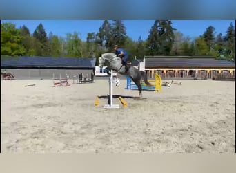 Holsteiner, Hengst, 6 Jahre, 178 cm, Schimmel