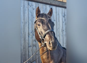 Holsteiner, Hengst, 7 Jaar, 167 cm, Donkerbruin