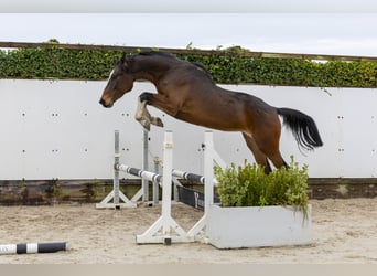 Holsteiner, Hengst, 7 Jaar, 173 cm, Donkerbruin