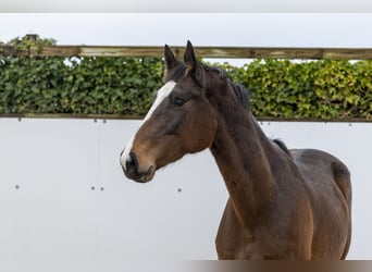 Holsteiner, Hengst, 7 Jahre, 173 cm, Dunkelbrauner