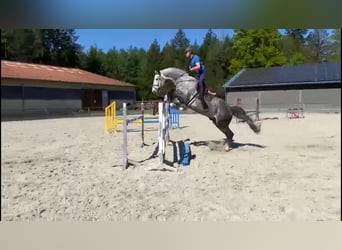 Holsteiner, Hengst, 7 Jahre, 178 cm, Schimmel