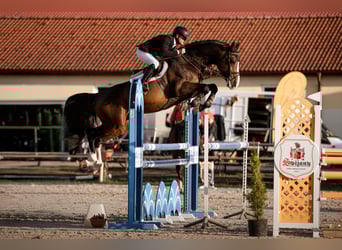 Holsteiner, Hengst, 8 Jahre, 173 cm, Brauner